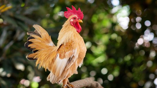 21 kogutów pieje od rana do wieczora. Mieszkaniec Rzeszowa przeżywa koszmar!