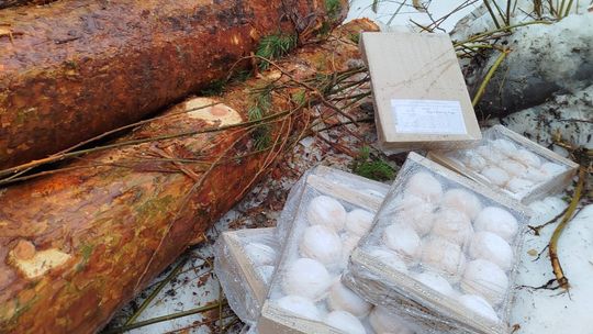 Gorzki finał Tłustego Czwartku. Słodka góra śmieci w lasach Wańkowej