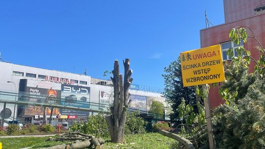 Kontrowersyjna wycinka drzew w centrum Rzeszowa. Strefa Działań Miejskich pyta: kto podjął decyzję i dlaczego teraz?