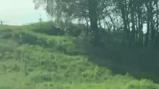 Młody niedźwiedź zauważony w Połomi. Władze apelują o ostrożność
