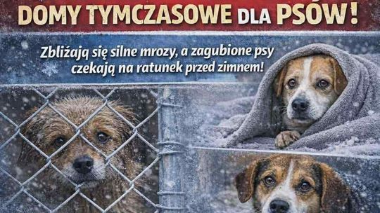 Mróz może je zabić! Schronisko „Kundelek” pilnie szuka domów tymczasowych dla psów