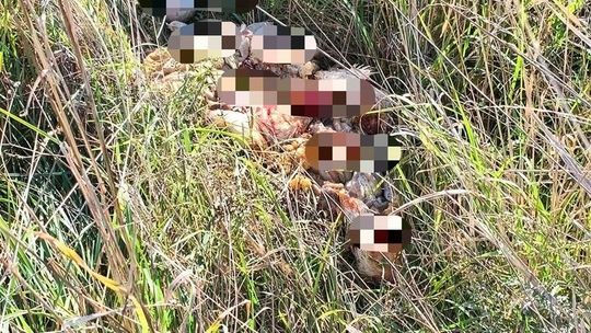 Niebezpieczne znalezisko przy ul. Śnieżnej w Rzeszowie. W trawie odkryto martwe kury