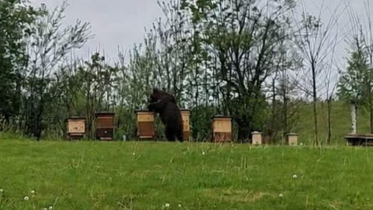 Niedźwiedź pod Rzeszowem. Wójt gminy apeluje o zachowanie ostrożności