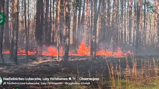 Nieudana próba kradzieży doprowadziła do pożaru. Spłonęło pół hektara lasu Nieudana próba kradzieży doprowadziła do pożaru. Spłonęło pół hektara lasu