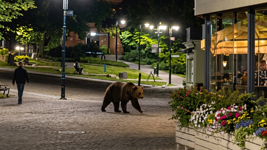 Nocny gość na ulicach Przemyśla. Niedźwiedź biegał po centrum miasta