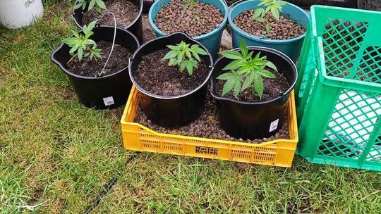 Plantacja konopi i narkotyki podczas śledztwa w sprawie kradzieży paliwa
