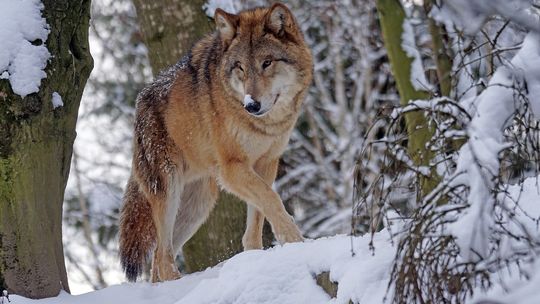 Wilki coraz śmielej poczynają sobie w Chmielniku. „Kierowca bał się wypuścić dzieci z autobusu”