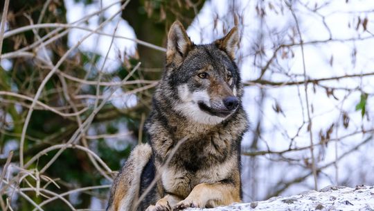Wilki już pod Rzeszowem. Burmistrz Tyczyna ostrzega mieszkańców przed drapieżnikiem