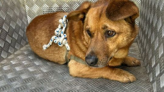 Zostawił psa na pewną śmierć? Szokujące odkrycie w Stalowej Woli!