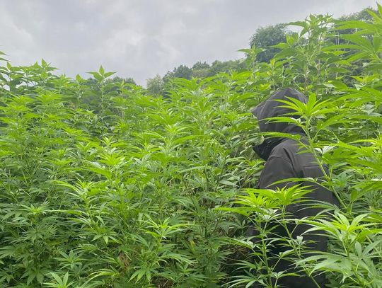 130 krzewów konopi indyjskich zabezpieczone przez przemyskich kryminalnych