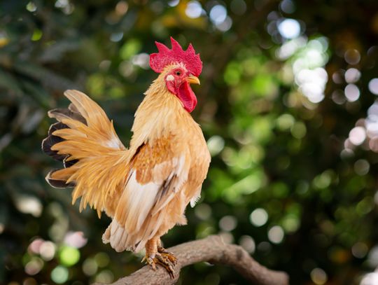 21 kogutów pieje od rana do wieczora. Mieszkaniec Rzeszowa przeżywa koszmar!