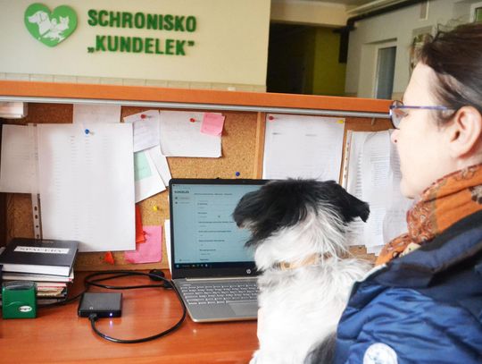 Aplikacja dla schroniska Kundelek stworzona przez studenta WSIiZ