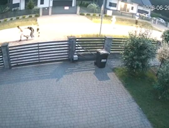 Brutalna napaść po imprezie w Tropicanie w Mielcu? Policja prowadzi śledztwo