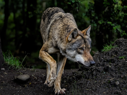 Brutalny atak wilków w Brzezowej. Byk zagryziony w turystycznym miejscu