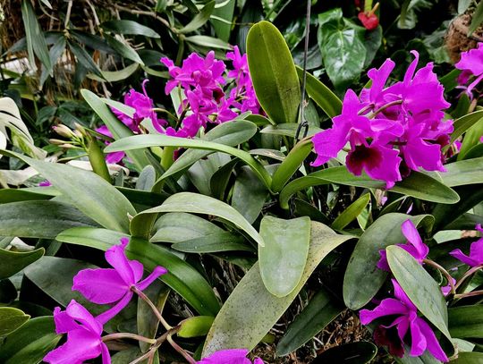 Cattleye po Potockich znów rozkwitły w łańcuckiej Storczykarni