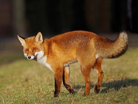 Dodatkowa akcja szczepienia lisów przeciwko wściekliźnie Dodatkowa akcja szczepienia lisów przeciwko wściekliźnie