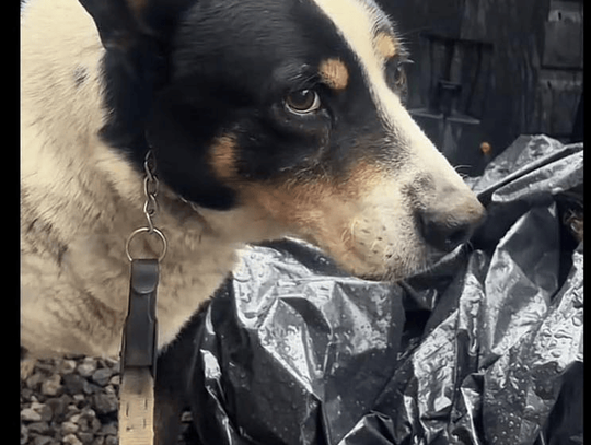 Dramatyczne nagrania na TikToku: Czy w okolicach Rzeszowa dochodzi do znęcania się nad psem? Internauci i służby w gotowości