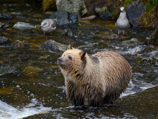 Dwa niedźwiedzie w pobliżu zabudowań i przedszkola w Zagórzu. Mieszkańcy zaniepokojeni