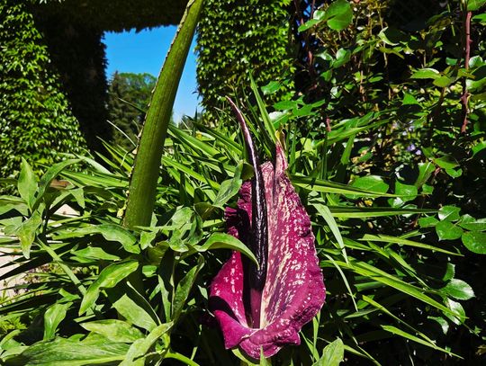 Egzotyczna sensacja w Łańcucie. Na zamkowych rabatach zakwitła drapieżna „smocza lilia”