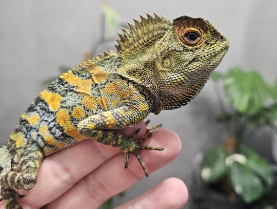 Egzotyczne zwierzęta z całego świata zawitają do Rzeszowa Egzotyczne zwierzęta z całego świata zawitają do Rzeszowa