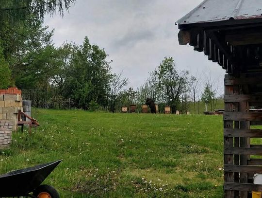Fałszywy alarm z niedźwiedziem w gminie Niebylec. Wójt: „To nie jest niewinny żart”