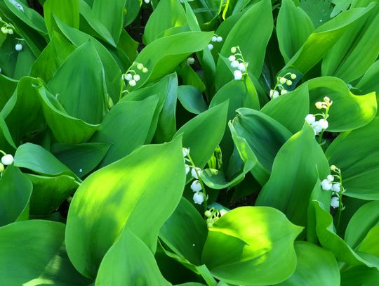 Fatalna pomyłka na targowisku. 38-latek trafił do szpitala, miasto zapowiada kontrole