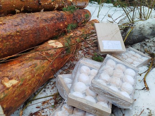 Gorzki finał Tłustego Czwartku. Słodka góra śmieci w lasach Wańkowej