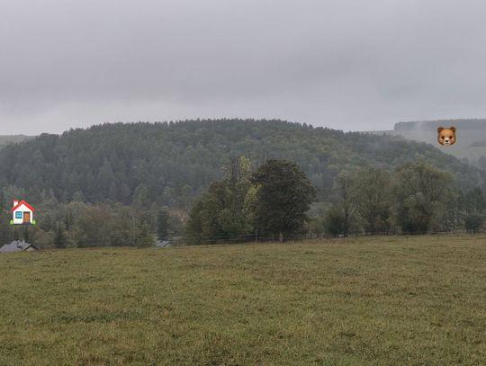 Jeździli konno, gdy nagle zobaczyli uciekającego mężczyznę...Niedźwiedź ruszył za nimi w pogoń