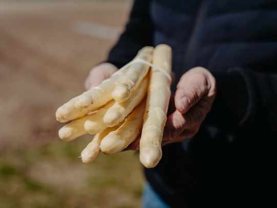 Już są w sklepach i na targach, ale cena zwala z nóg. Szparagi na razie drogie