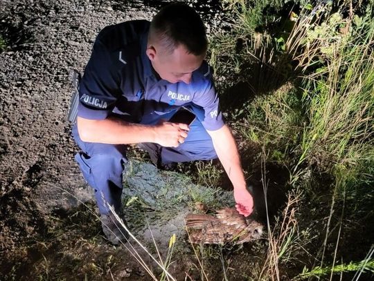 Każde zgłoszenie ma znaczenie - policjanci pomogli rannej sowie