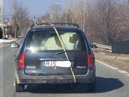 Kierowca przewoził krowę w aucie