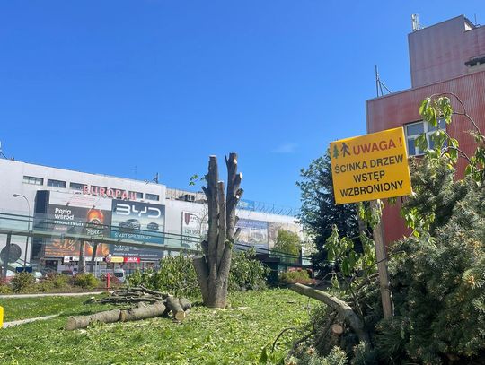 Kontrowersyjna wycinka drzew w centrum Rzeszowa. Strefa Działań Miejskich pyta: kto podjął decyzję i dlaczego teraz?