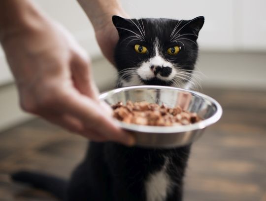 Koty padają przez jedzenie zatrutego drobiu?