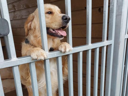 Łańcuccy policjanci udzielili schronienia golden retrieverowi