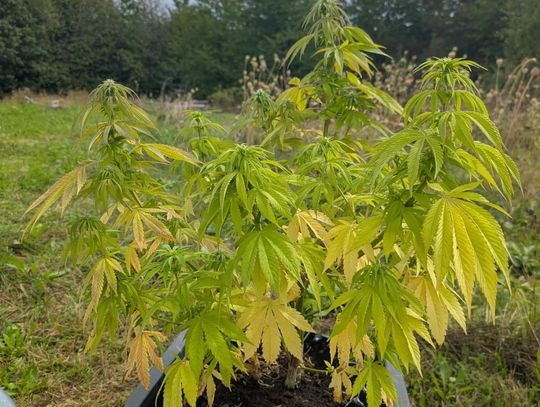 Marihuana w namiocie na polanie. Policjanci zabezpieczyli sadzonki i susz