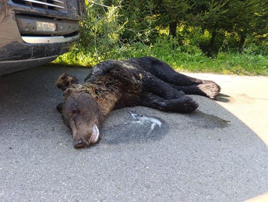 Młody niedźwiedź padł ofiarą brutalnego postrzelenia w Jaśliskach na Podkarpaciu