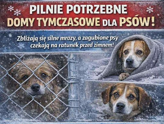 Mróz może je zabić! Schronisko „Kundelek” pilnie szuka domów tymczasowych dla psów