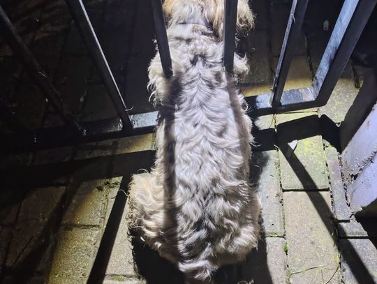 Niecodzienna akcja strażaków Niecodzienna akcja strażaków