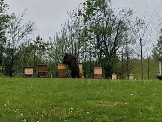 Niedźwiedź pod Rzeszowem. Wójt gminy apeluje o zachowanie ostrożności