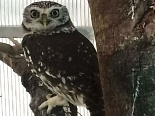 Nielegalny przewóz chronionej sowy udaremniony na granicy