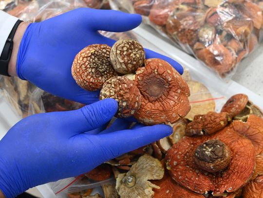 Nietypowy „łup” na granicy. Pięć kilogramów suszonych muchomorów w przesyłkach