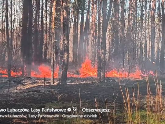 Nieudana próba kradzieży doprowadziła do pożaru. Spłonęło pół hektara lasu