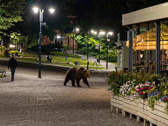 Nocny gość na ulicach Przemyśla. Niedźwiedź biegał po centrum miasta