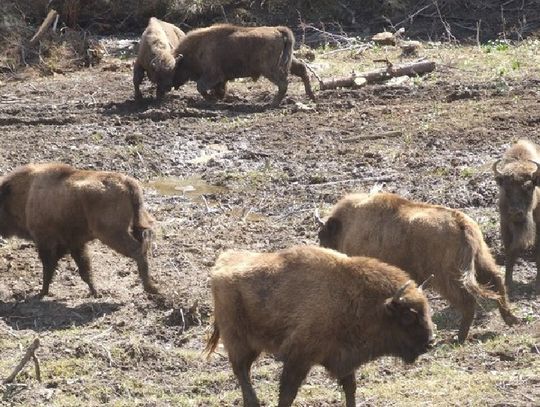 Osiem żubrów z Zagrody Pokazowej w Mucznem zakażonych gruźlicą. Decyzja o ich uśmierceniu ma uchronić bieszczadzką populację