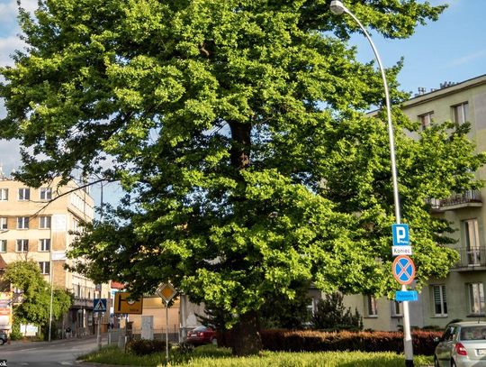 Ostatnia szansa, aby oddać głos na Dąb Fredry