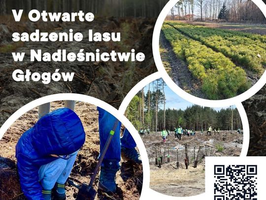Otwarte sadzenie lasu w Nadleśnictwie Głogów – wspólna inicjatywa dla mieszkańców regionu