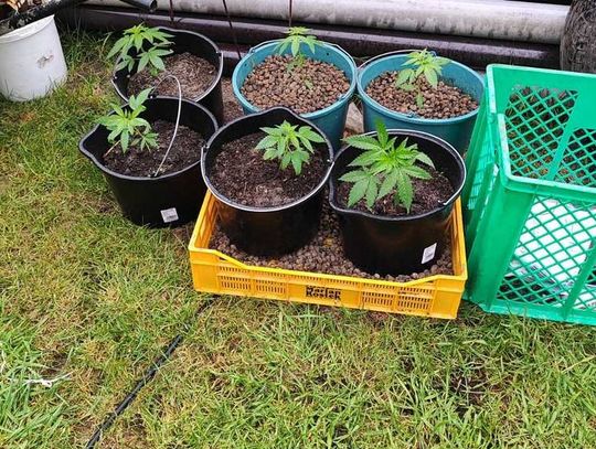 Plantacja konopi i narkotyki podczas śledztwa w sprawie kradzieży paliwa