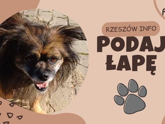 "Podaj łapę" odc. 11