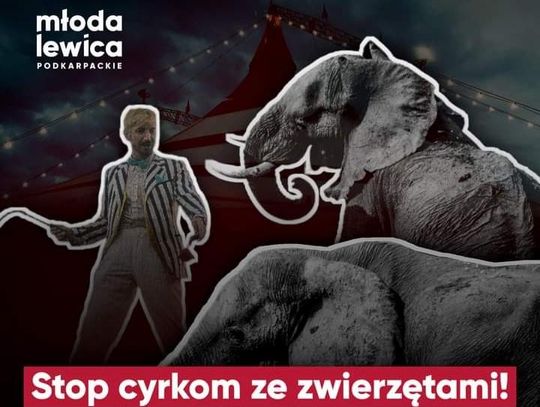 Podkarpacka Młoda Lewica apeluje o zakaz cyrków ze zwierzętami w podkarpackich miastach