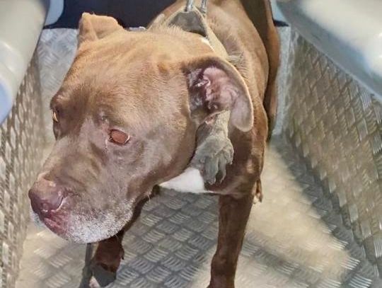 Policjanci w kilkadziesiąt minut odzyskali skradzioną suczkę rasy pitbull [WIDEO]
